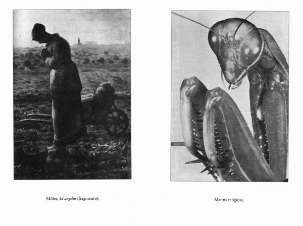 Figura femenina como mantis religiosa
